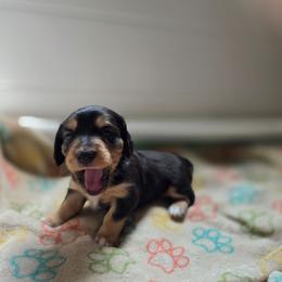 Girl 4 - Piebald female Dachshund puppy in Minden, Louisiana from Ironwood Creek