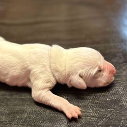 Tigger - White and liver brown male Dalmatian puppy in Fort Cavasos, Texas from Mainstreet Dalmation