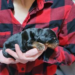 Girl 2 - female Gordon Setter puppy in from Katherine's Golden Retrievers, Gordon Setters, and English Setters