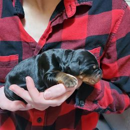 Girl 2 - female Gordon Setter puppy in from Katherine's Golden Retrievers, Gordon Setters, and English Setters