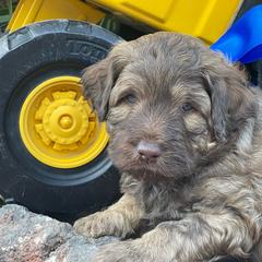 Sonny - Chocolate male Labradoodle puppy in St George, Utah from Terra's Swann's Kennels