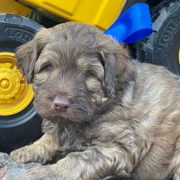 Sonny - Chocolate male Labradoodle puppy in St George, Utah from Terra's Swann's Kennels