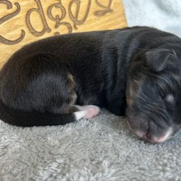 Galaxy - Black tri-color male Australian Shepherd puppy in Litchfield, New Hampshire from Aussies Edge Farm