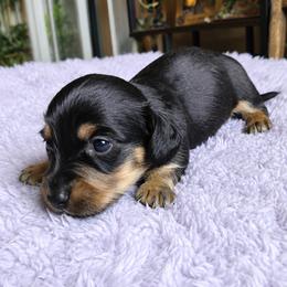Black and tan boy 3 - Black and tan male Dachshund puppy in Port Orchard, Washington from Haus of Wiener Schnitzel