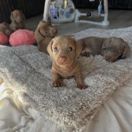 Zayna - Chocolate female Dachshund puppy in San Diego, California from Enchantables