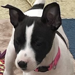 Ariana - Black and white Rat Terrier puppy in Pahrump, Nevada from Jaynie Cavin