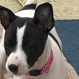 Ariana - Black and white Rat Terrier puppy in Pahrump, Nevada from Jaynie Cavin