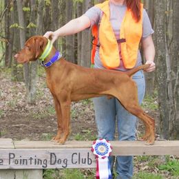 Xavier - Vizsla
