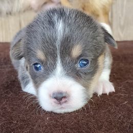 American Corgi and Pembroke Welsh Corgi Puppies from Sunray Ranch