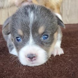 American Corgi and Pembroke Welsh Corgi Puppies from Sunray Ranch