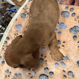 Dachshund Puppies from Witchy Woman’s Wiener’s