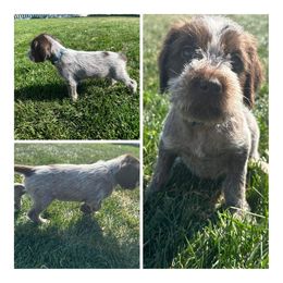 Blaze - Wirehaired Pointing Griffon puppy in Jerome, Idaho from Double R Griffons