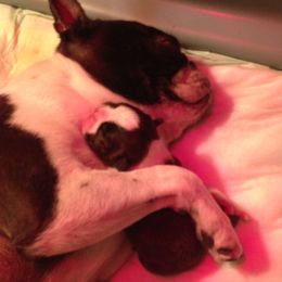 Boston Terrier Puppies from Achates Bostons