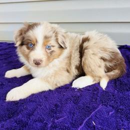 Bailey - Red merle female Australian Shepherd puppy in Charlotte, North Carolina from Awesome Aussies