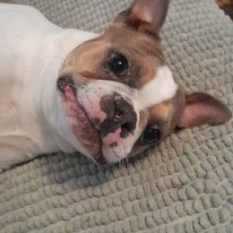 Kara Mel - Boston Terrier