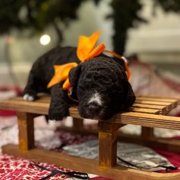 Knox - Chocolate male Labradoodle puppy in Camden, North Carolina from Oopsie Doodles of NC