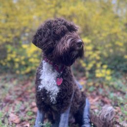 Australian Labradoodle All Grown Up from Sweet Tea Australian Labradoodles