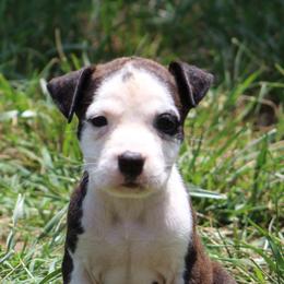 Bunny - Red brindle female American Staffordshire Terrier puppy in Guilford County, North Carolina from Explicit Kennel