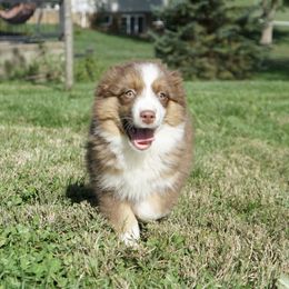 Girl 3 - female Miniature American Shepherd puppy in Holmesville, Ohio from Coffee Run Spring at Miller Farms