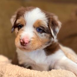 Pumpkin - Red tri male Miniature Australian Shepherd puppy in Athol, Idaho from Northern Aussies
