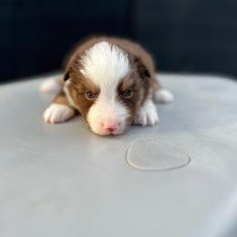 Siren - Red tri female Miniature Australian Shepherd puppy in Queen Creek, Arizona from Arizona Aussies