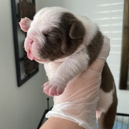 Bulldog Puppies from Bulldawg Vee