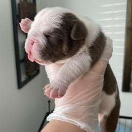 Bulldog Puppies from Bulldawg Vee