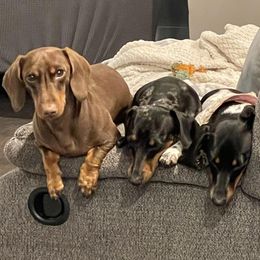 Dachshunds from Schultz Haus Dachshunds