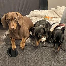 Dachshunds from Schultz Haus Dachshunds