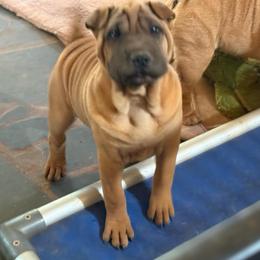 Orange collar - Red fawn female Chinese Shar-Pei puppy in Elkin, North Carolina from Martini Shar-Pei