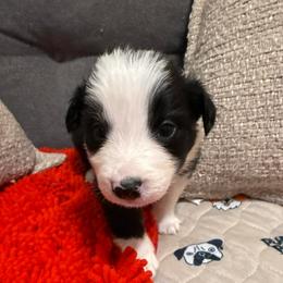 Licorice - Black and white male Border Collie puppy in Mckinney, Texas from Border Collies of Ruidoso