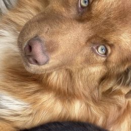 Australian Shepherd All Grown Up from Paradise Creek Puppies