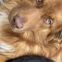 Australian Shepherd All Grown Up from Paradise Creek Puppies