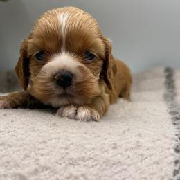 Yolanda black female - Red female Cocker Spaniel puppy in Howe, Indiana from A&J Kennel