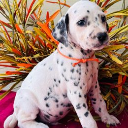 Orange Collar - White and black male Dalmatian puppy in Westhoff, Texas from Smart Dalmatians
