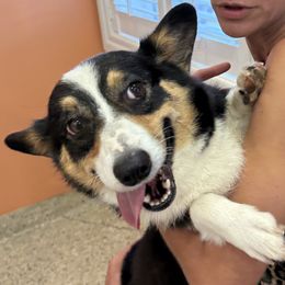 American Corgi puppies from AAA Corgis