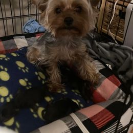 Bella - Yorkshire Terrier