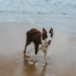 Cain - Border Collie