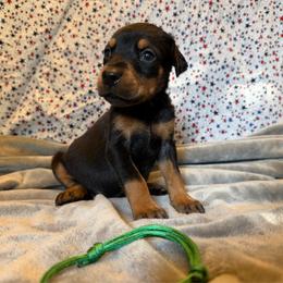 Green Boy - Black and rust male Doberman Pinscher puppy in Knox, Indiana from Double River Dobermans