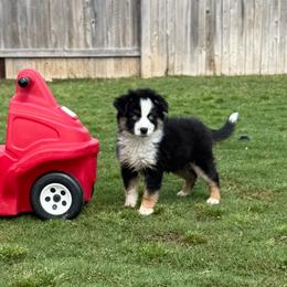 Cuddles - Black tri female Toy Australian Shepherd puppy in Liberty Hill, Texas from Pistol Paws Aussies