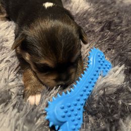 Tiger - Black and gold male Yorkshire Terrier puppy in Brandenburg, Kentucky from Lil Amazing Paws Yorkshire Terriers