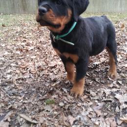 Rottweiler Puppies from Rose Red Rottweilers