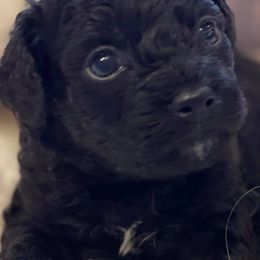 Bernedoodles, Cavapoos, Goldendoodles, Poodles, and Sheepadoodles from Sunflower Doodles