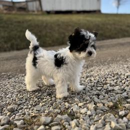 Biewer Terrier Puppies from Half Pint Biewer Terriers