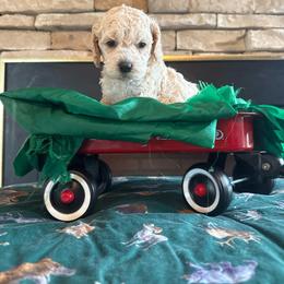 Emily - Cream female Cockapoo puppy in Holton, Indiana from MoonShine Babies / OZ