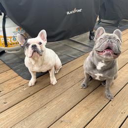 French Bulldog All Grown Up from Gibson Acres