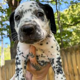 Burgundy - White and black female Dalmatian puppy in Demorest, Georgia from Dixon Dalmatians