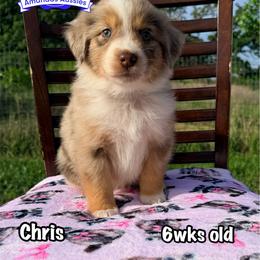 RMF Silver collar - Red merle female Australian Shepherd puppy in Greenville, Texas from Amandas Aussies