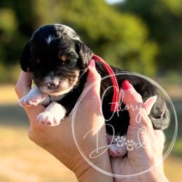 Red - Tri-color male Bernedoodle puppy in Rockwall, Texas from Glory Doodles