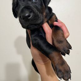 LUCIANO - Black and rust male Doberman Pinscher puppy in Newberg, Oregon from De Mata Dobermann Kennel
